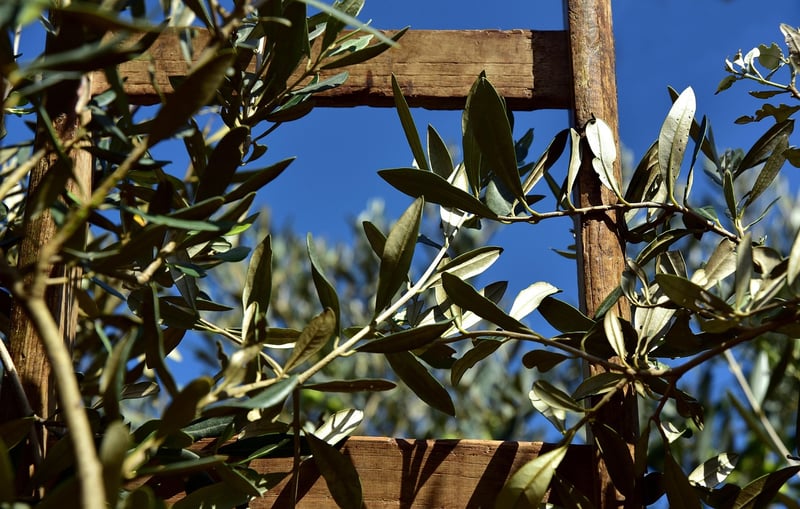 Olives
